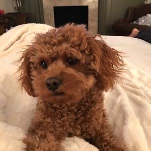 Meet your Posher, Janet